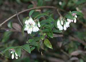 2009-05-17_11 Huckleberry Cropped TN.jpg - 31820 Bytes